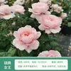 Rosa de Cabello Recto de Yunnan Enredadera para Muro Rosa Flor Extra Grande Plántulas Fragancia Fuerte Florece en Todas las Estaciones Plantas para Patio Casa Balcón