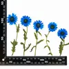 Flores Secas de Crisântemo, Flores Prensadas, Cartões de Cumprimentos DIY, Marcadores de Página, Acessórios de Resina, Materiais para Velas, Flores Naturais Prensadas, Materiais para Pintura Decorativa