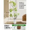 Forma de Hoja de Flor Árbol de Caucho Baniano Dorado Sala de Estar Planta Verde Baniano Rico Interior Oficina Planta Verde Planta Grande en Maceta