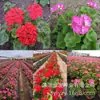 180 Variedades de Sementes de Flores Não Repetitivas, Fáceis de Cultivar em Todas as Estações, Podem Afastar Mosquitos, Adequadas para Varandas Internas e Externas, Distribuição Transfronteiriça