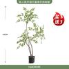 Nantianzhu - Planta verde de gran tamaño, de alta gama, de lujo, para interiores, salas de estar, plantas biónicas, macetas decorativas, adornos