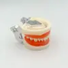 Modelo de Dente Dentário, Modelo de Cárie Dentária, Prática de Preparo Oral, Modelo de Dente Falso, Ferramenta de Ensino de Modelo de Dente Não Removível