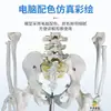 Modelo de Esqueleto Humano 1:1 para Adultos 170cm Esqueleto Humano Padrão Crânio Médico Esqueleto Espécime Anatômico