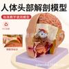 Modelo de cabeza con arteria cerebral, modelo de anatomía del cerebro humano, cirugía oral, nariz y garganta, cabeza y cerebro.