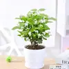 Mudas de Jasmim em Vaso de Flores Dobradas, Forte Aroma para Varanda Interna com Botões, Plantas Floríferas Fáceis de Cultivar que Florescem em Todas as Estações
