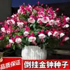 Bulbos de campanilla de colores mixtos para colgar, plantas en maceta de flor de linterna, plantas verdes de interior para balcones, florecen todo el año con capullos de flores continuos