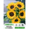 Flores Que Florescem por Muito Tempo e São Fáceis de Cultivar, Lírios, Sino dos Ventos, Flores de Corte Frescas, Plantas Hidropônicas de Cabelo Reto de Yunnan, Rosas, Arranjos de Flores de Interior