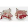Modelo de Anatomía Nasal Modelo de Cavidad Nasal Natural Grande Yr-309R