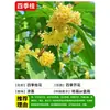 Mudas de Osmanthus, Árvores de Osmanthus, Osmanthus Dourado, Florais de Quatro Estações, Plantas em Vasos para Interior, Fácil de Cultivar no Quintal, Velhos Troncos Preciosos, Resistente ao Frio do Norte