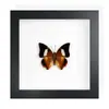 Mariposa Real, Especie Preciosa de Verano, Mariposa Rara, Mariposa Pequeña de Cinta Verde, Adorno de Escritorio, Espécimen de Regalo, Pintura Decorativa, Espécimen de Mariposa