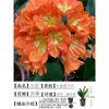 Clivia das Quatro Estações em Vaso Cabeça Redonda Monge com Botão de Flor Flor Phalaenopsis Bonsai Interno Planta Verde Fácil de Cuidar para Sala de Estar