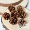 Virutas de Madera Cáscara de Nuez Material Planta Taibao Especimen Piña de Pino Paquete de Materiales de Flores Secas DIY Chen Mai Hecho a Mano Bellota Seca Marco de Fotos