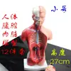Modelo visceral de cavidad abdominal para enseñanza médica desmontable de 27 cm, órgano pulmón respiración hepatobiliar gastrointestinal sistema digestivo cuerpo humano
