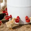 Bebedero Automático para Pollos, Bebedero para Patos, Alimentador Automático de Agua para Granjas Avícolas, Nuevo Tipo de Bebedero para Aves