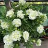 Semillas de Petunia Colgante Importadas, Plantas de Maceta de Petunia Colgante Fáciles de Cultivar, Semillas de Flores para Todas las Estaciones, Tasa de Germinación 80%