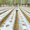 Película Plástica Agrícola Blanca Nueva, Película de Invernadero Transparente para Aislamiento y Retención de Humedad en Cultivos Agrícolas para Árboles Frutales