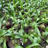 Bulbos de Flores Verdes em Vaso, Cebolas do Mar, Olho de Tigre Perene, Bolas de Vidro, Plantas Floridas em Vaso para Apreciação Interna