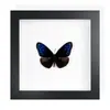Mariposa Real, Especie Preciosa de Verano, Mariposa Rara, Mariposa Pequeña de Cinta Verde, Adorno de Escritorio, Espécimen de Regalo, Pintura Decorativa, Espécimen de Mariposa