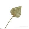 [Mini folha de leque flor seca] Folha de leque em forma de martelo, flor seca em formato de martelo, colocação em fotografia