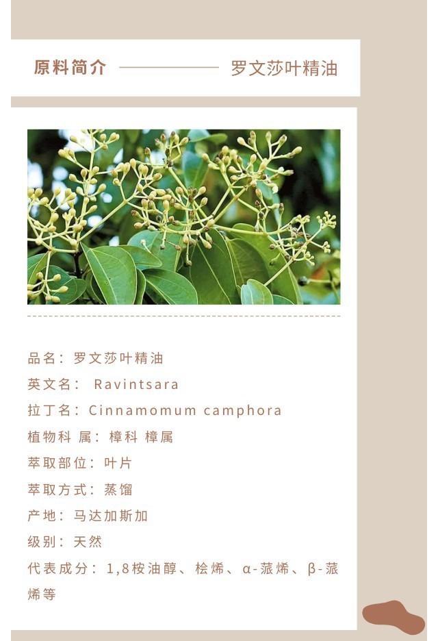罗文莎叶精油.jpg