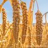 Mijo Dorado Amarillo 2026, una especialidad de Weixian Paquete grande de 25 kg, venta al por mayor de alimentos básicos de granos mixtos para comedores y panaderías