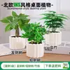 Las plantas en maceta son fáciles de cuidar en las salas de estar interiores.; plantas verdes hidropónicas, bonsáis creativos, plantas de la suerte, plantas pequeñas en maceta y árboles de la fortuna son todas excelentes opciones