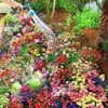 Novas Sementes Flores Perenes Mistas