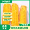 Maíz Dulce de Guangxi Hengxian Mazorca de Maíz Frutal Empaque Individual al Vacío Llenado de Caja Completa Suministro Directo Maíz para Desayuno de Verano