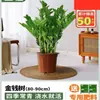 Árbol del Dinero Oficina Maceta Planta Alta Flor de Interior Sala de Estar Planta Verde Grande Venta al por Mayor Cadena de Dinero Árbol de la Fortuna