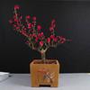Ciruelo en Maceta Interior Perfumado Ciruelo de Invierno Bonsái Ciruelo Rojo Pila Vieja Balcón Patio Plantas Resistentes al Frío Fáciles de Cultivar