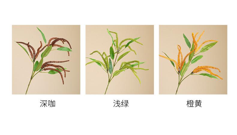 单枝鼠尾草_04.jpg