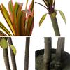 Estilo Nórdico Simulação Planta Verde Dracenas Sala de Estar Falsas Biônicas Dracenas Árvore Orquídea Tiyang Enfeites de Chão Plantas Falsas em Vaso