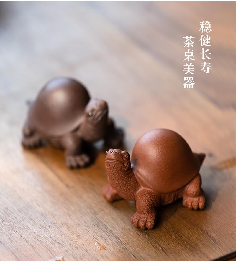 将军龟20210806 (15).jpg