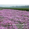 180 Variedades de Sementes de Flores Não Repetitivas, Fáceis de Cultivar em Todas as Estações, Podem Afastar Mosquitos, Adequadas para Varandas Internas e Externas, Distribuição Transfronteiriça