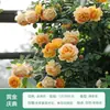 Rosa de Cabello Recto de Yunnan Enredadera para Muro Rosa Flor Extra Grande Plántulas Fragancia Fuerte Florece en Todas las Estaciones Plantas para Patio Casa Balcón