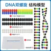 Modelo de Estrutura da Dupla Hélice de DNA Tamanho Grande Modelo Molecular para Ensino Médio 60cm Cadeia de Desoxirribonucleotídeos Pares de Bases