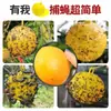 Armadilha Adesiva para Insetos, Adesivo Amarelo para Mosca da Fruta, Bola Armadilha para Moscas, Atrativo para Vespas, Capturador de Moscas da Fruta, Placa de Papel Amarelo Dupla Face
