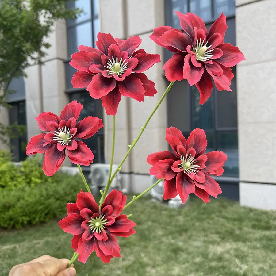 5头海棠花-酒红.JPG