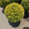 Muda de Ligustro Cristal Brilhante Torre-shaped Vasado Ligustro Caducifólio Pátio Villa Varanda Plantio Resistente ao Calor Resistente ao Frio Canteiro de Flores Planta