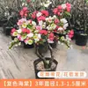 Mudas de Árvore Flor de Begônia em Vaso, Bonsai de Tronco Velho com Flores Duplas, Fácil de Cuidar o Ano Todo, Floresce na Primavera, Planta Verde Resistente para o Jardim