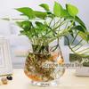 Vaso de flores de vidro transparente ovo de dinossauro hidropônico vaso de rabanete verde cabaça de cera redonda rendas ornamentos de plantas de tanque de peixes