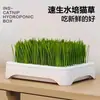 Planta en Maceta de Hierba para Gatos Hidropónica sin Tierra para Eliminar Bolas de Pelo, Semillas de Hierba para Gatos para Personas Perezosas, Bandejas de Plántulas, Bolas de Pelo, Suministros para Mascotas