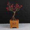 Ciruelo en Maceta Interior Perfumado Ciruelo de Invierno Bonsái Ciruelo Rojo Pila Vieja Balcón Patio Plantas Resistentes al Frío Fáciles de Cultivar