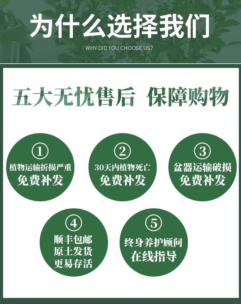 帮手主图-九里香盆栽驱蚊植物四季开花苗七里香树苗茉莉花卉室内