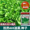 Semillas de Colza, Semillas de Huerto Agrícola, Hojas Verdes, Fragancia Tierna, Semillas de Colza, Semillas de Verduras