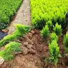Plántulas de Pino Dorado Material para Bonsái, Plántulas de Pino Dorado, Plántulas de Pino y Ciprés, Plantas Verdes Esféricas para Jardín, Proyectos de Paisajismo
