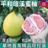 Mudas de Pomelo Mel de Pinghe Guanxi São Plantadas no Pátio Norte e Sul e Mudas de Pomelo Mel de Coração Vermelho Enxertadas em Vasos