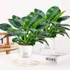 Plantas em Vasos Diamante Dourado, Plantas Verdes Diamante Platina, Plantas Verdes Hidropônicas de Folhas Grandes, Suculentas, Flores Fáceis de Cuidar e Bonsai para o Escritório