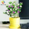 Dropshipping Jasmim Bicolor Vermelho Jasmim Vaso Incenso Repelente de Mosquitos para Interior Varanda Florais Florescendo Bonsai em Todas as Estações