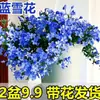 Plántulas de Copo de Nieve Azul Macetas Floración de Balcón Observación de Flores Plantas Resistentes al Calor y Fáciles de Cultivar Jardín Patio Enredaderas Trepadoras Enredaderas de Flores Trepadoras Copos de Nieve Blancos